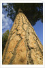 Pine Tree Trunk by Anonymous
