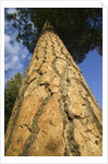 Pine Tree Trunk by Anonymous