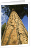 Pine Tree Trunk by Anonymous