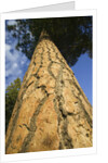 Pine Tree Trunk by Anonymous