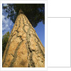 Pine Tree Trunk by Anonymous