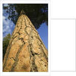 Pine Tree Trunk by Anonymous