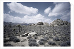 Scrubland and Rock Formations by Anonymous