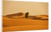 Single Tree in Sand Dunes by Anonymous
