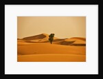 Single Tree in Sand Dunes by Anonymous