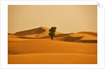 Single Tree in Sand Dunes by Anonymous