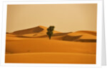 Single Tree in Sand Dunes by Anonymous
