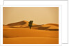 Single Tree in Sand Dunes by Anonymous