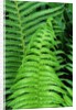 Fern Leaves by Anonymous