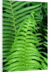 Fern Leaves by Anonymous