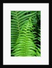 Fern Leaves by Anonymous