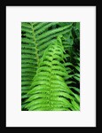 Fern Leaves by Anonymous