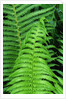 Fern Leaves by Anonymous