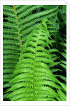 Fern Leaves by Anonymous