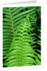 Fern Leaves by Anonymous