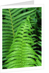 Fern Leaves by Anonymous