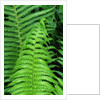 Fern Leaves by Anonymous