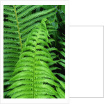 Fern Leaves by Anonymous