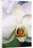 Phalaenopsis Hybrid White Orchid by Anonymous