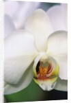 Phalaenopsis Hybrid White Orchid by Anonymous