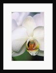 Phalaenopsis Hybrid White Orchid by Anonymous