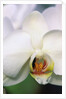 Phalaenopsis Hybrid White Orchid by Anonymous