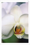 Phalaenopsis Hybrid White Orchid by Anonymous