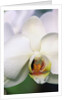 Phalaenopsis Hybrid White Orchid by Anonymous