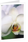 Phalaenopsis Hybrid White Orchid by Anonymous