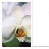 Phalaenopsis Hybrid White Orchid by Anonymous