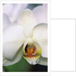 Phalaenopsis Hybrid White Orchid by Anonymous