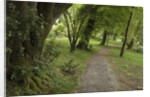 Woodstock Gardens and Arboretum by Anonymous