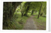 Woodstock Gardens and Arboretum by Anonymous