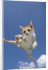 Orange and White Kitten Mid-air by Anonymous