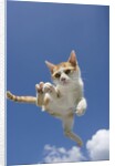 Orange and White Kitten Mid-air by Anonymous