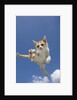 Orange and White Kitten Mid-air by Anonymous