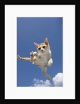 Orange and White Kitten Mid-air by Anonymous