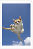 Orange and White Kitten Mid-air by Anonymous