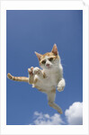 Orange and White Kitten Mid-air by Anonymous