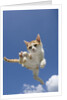 Orange and White Kitten Mid-air by Anonymous