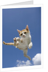Orange and White Kitten Mid-air by Anonymous