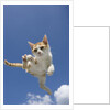 Orange and White Kitten Mid-air by Anonymous
