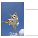 Orange and White Kitten Mid-air by Anonymous