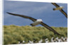 Albatross Flying Over Colony by Anonymous