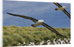 Albatross Flying Over Colony by Anonymous