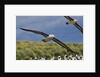 Albatross Flying Over Colony by Anonymous