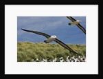 Albatross Flying Over Colony by Anonymous