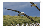 Albatross Flying Over Colony by Anonymous