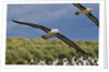 Albatross Flying Over Colony by Anonymous