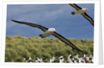 Albatross Flying Over Colony by Anonymous